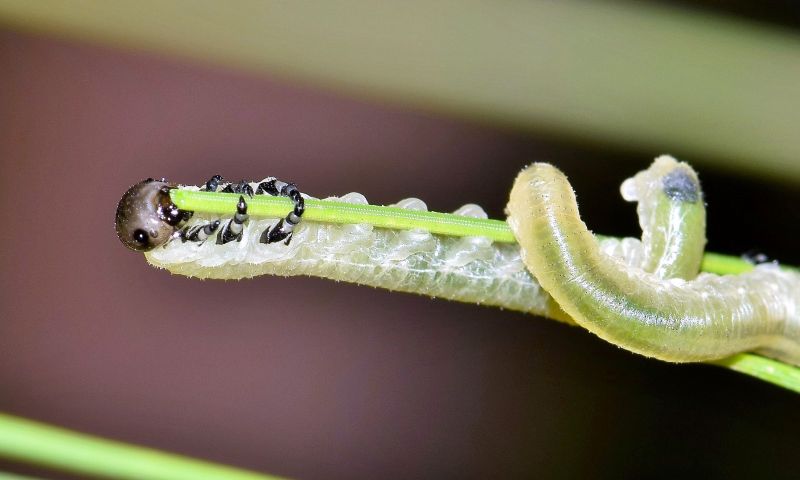 Animales invertebrados