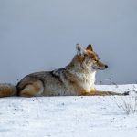 Coyote