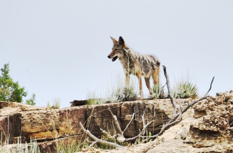 Coyote Características, alimentación, hábitat, reproducción, información