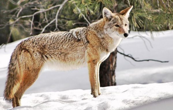 Coyote caracter sticas alimentaci n h bitat reproducci n informaci n