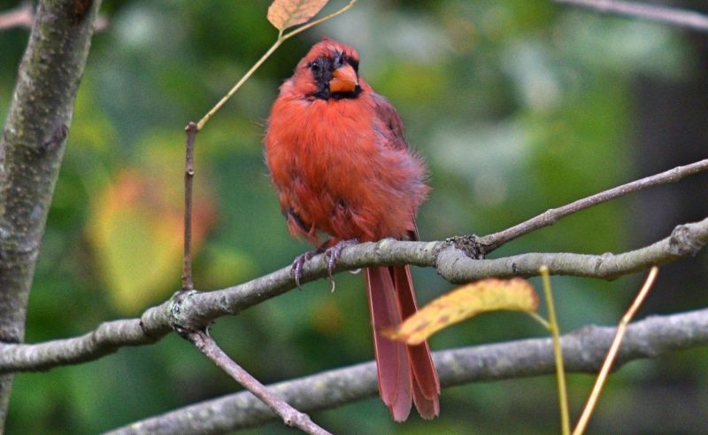El pájaro cardenal