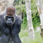 Primates