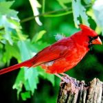 Pájaro cardenal