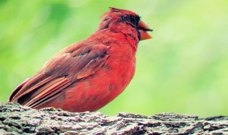 Pájaro cardenal Características, tipos, canto, conducta, información Ave