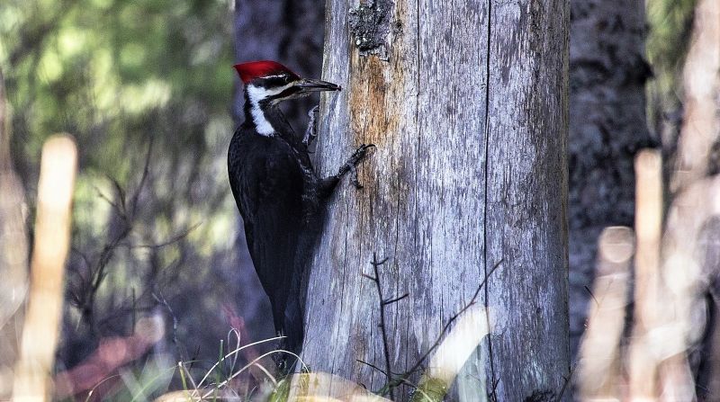 El pájaro carpintero