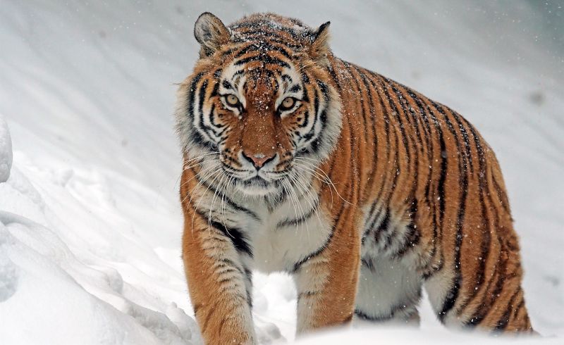  pequeñas curiosidades  - Página 18 El-tigre-siberiano