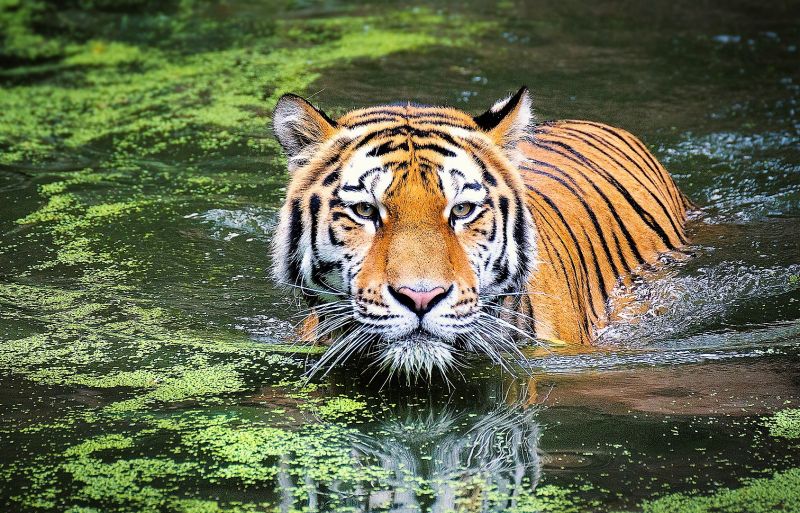 Felinos Qué son, tipos, clasificación, características, hábitat, reproducción