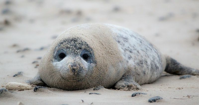 Foca monje Características, alimentación, reproducción, hábitat, extinción