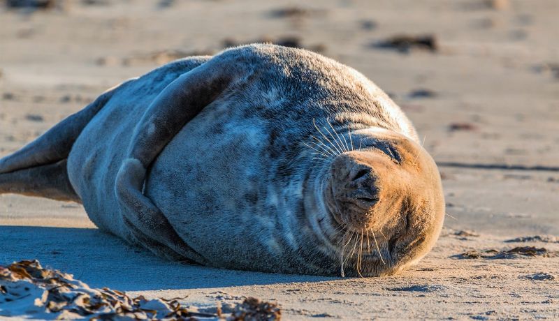 Foca monje