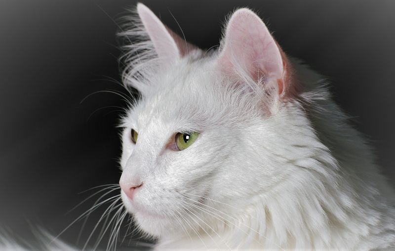 Restaurar Continental Retirada Gato angora | Características, origen, comportamiento, cuidados | Mascota