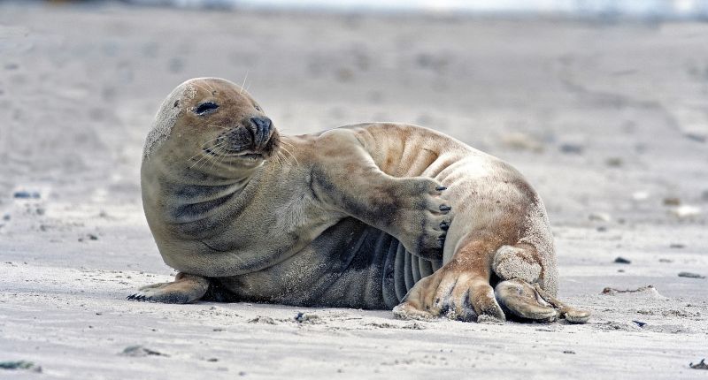 La foca monje