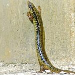 Lagarto ocelado