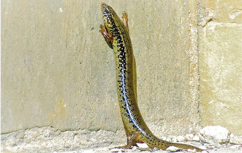 Lagarto ocelado