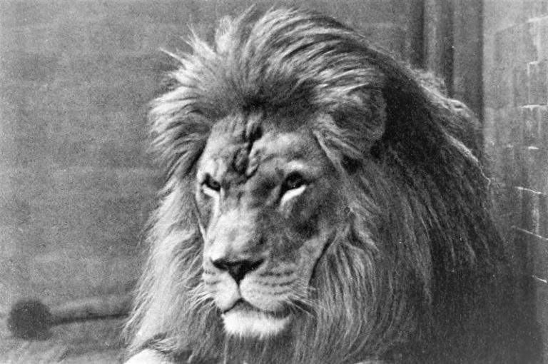 León del Atlas | Características, historia, extinción, reproducción