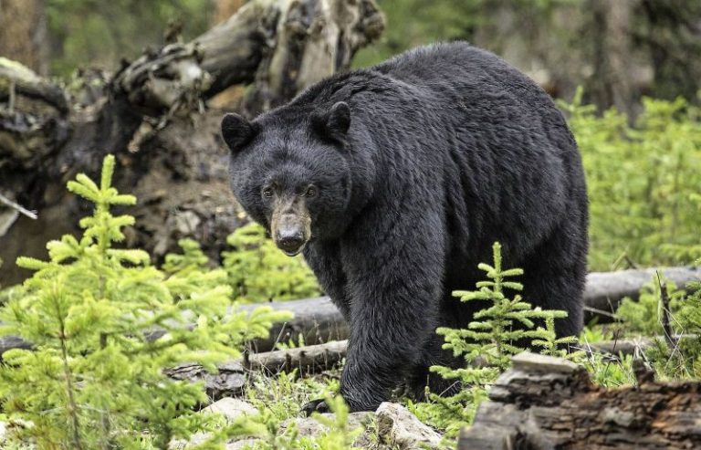 Oso negro | Características, hábitat, alimentación, reproducción, amenazas