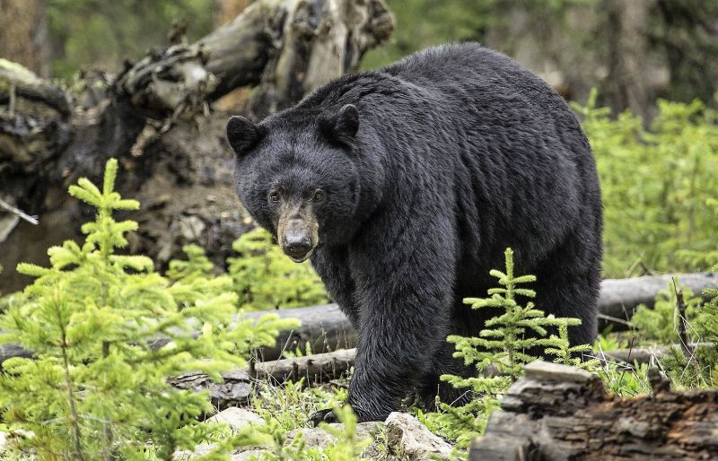 Oso negro Características, hábitat, alimentación, reproducción, amenazas