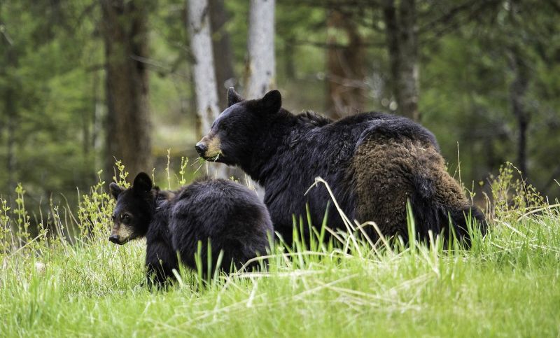 Oso negro