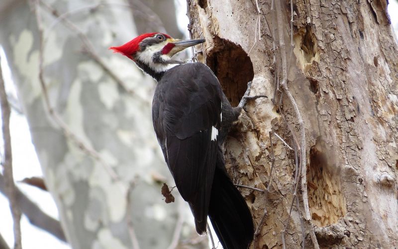 Pájaro carpintero Características, hábitat, alimentación, reproducción, ave