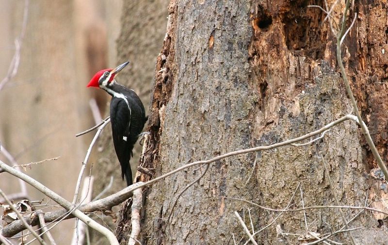 Pájaro carpintero