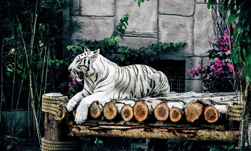Tigre blanco Características, hábitat, alimentación, reproducción Animal