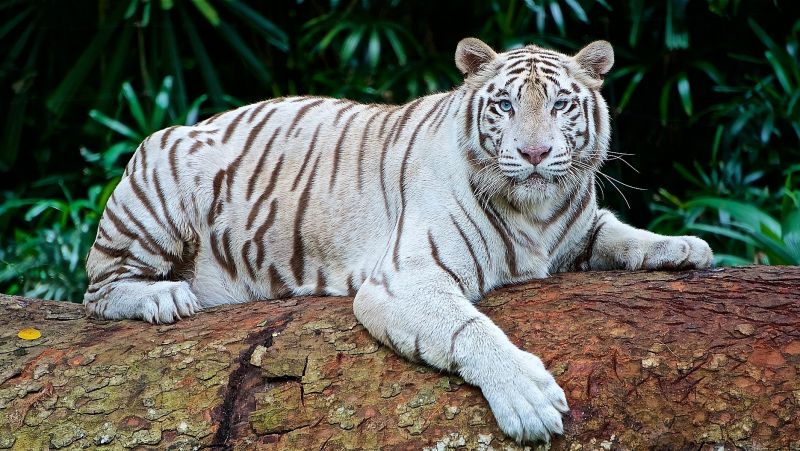 Tigre blanco