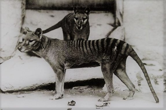 Tigre blanco | Características, hábitat, alimentación, reproducción