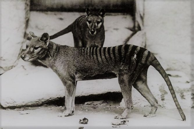 Tigre dientes de sable | Características, hábitat, alimentación, extinción