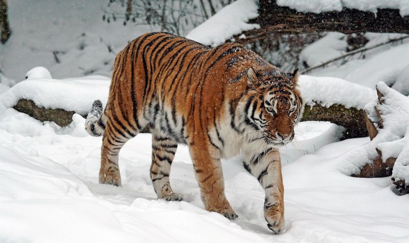 Tigre siberiano Características, alimentación, reproducción, amenazas