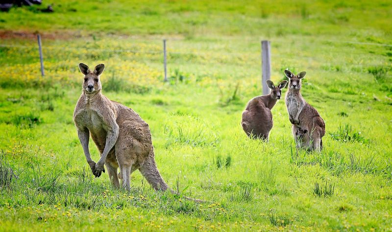 Animales bípedos Qué son, especies, ejemplos, características, razones