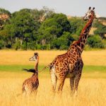 Animales cuadrúpedos