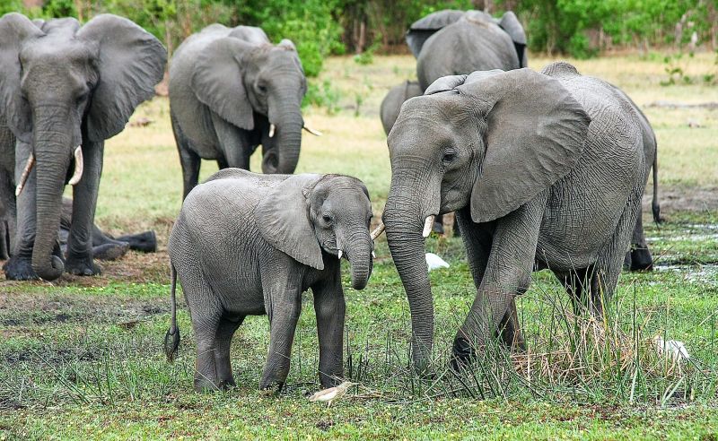 Animales cuadrúpedos Qué son, descripción, desplazamiento, ejemplos