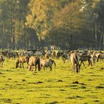 Animales herbívoros