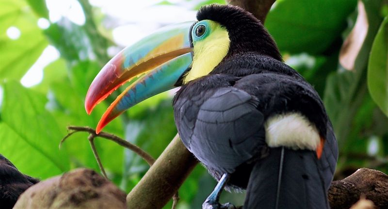 Animales herbívoros Qué son, características, tipos, clasificación, ejemplos