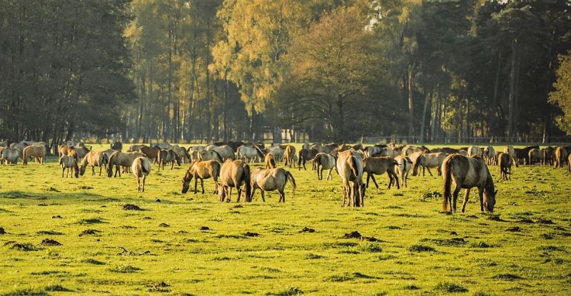 Animales herbívoros