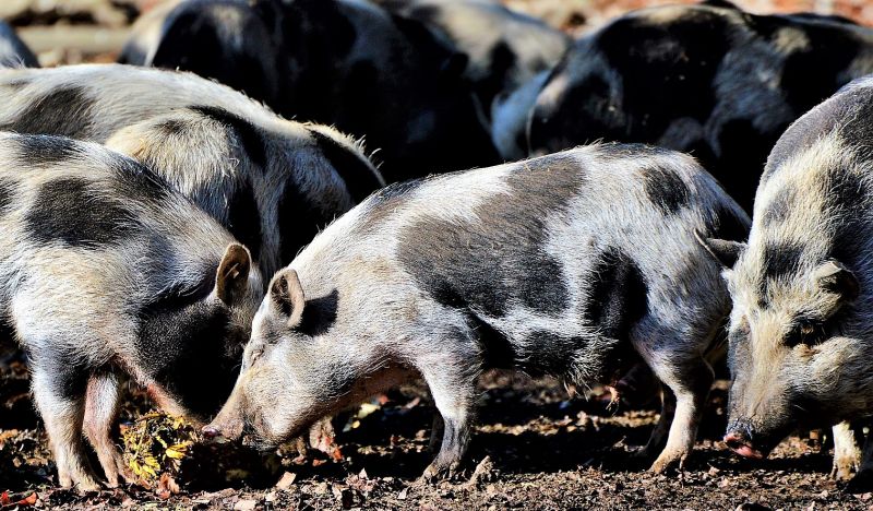 Animales omnívoros Qué son, características, tipos, alimentación, ejemplos