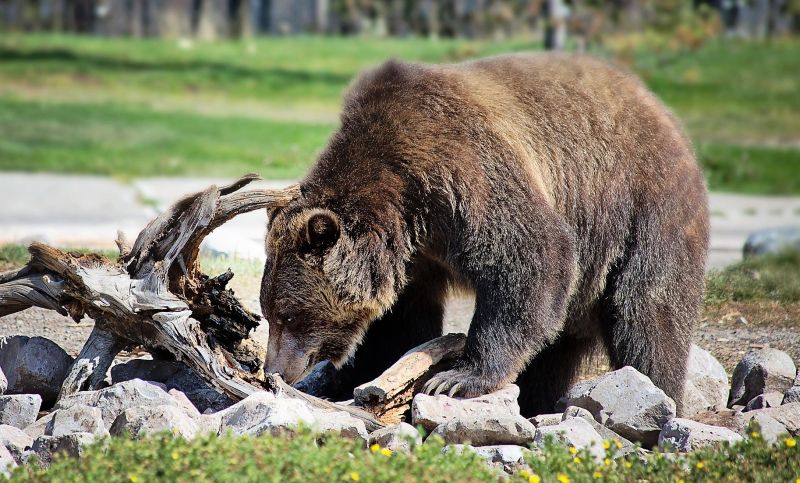 El oso grizzly