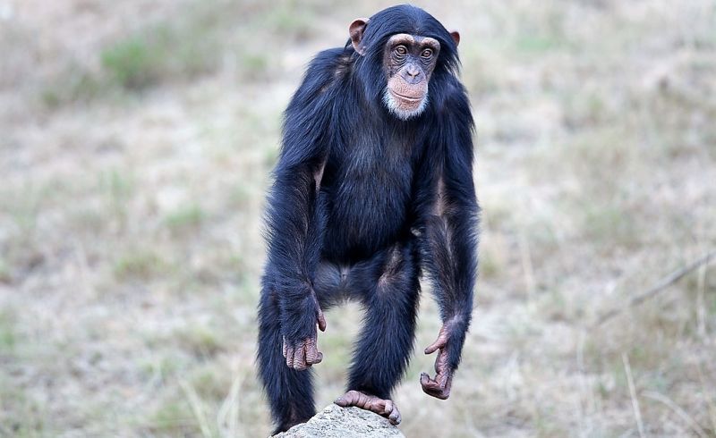 Homínidos | Qué son, clasificación, características, rasgos, ejemplos