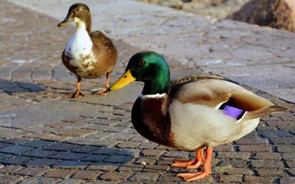 Animales bípedos | Qué son, especies, ejemplos, características, razones