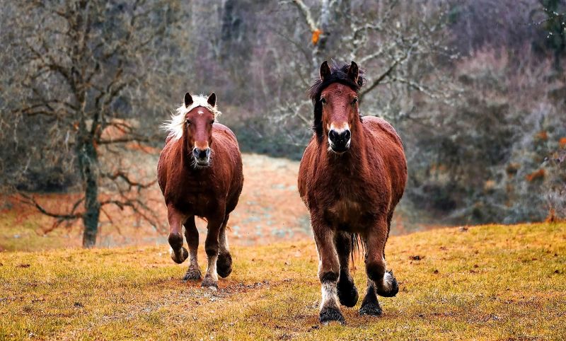 Los animales cuadrúpedos