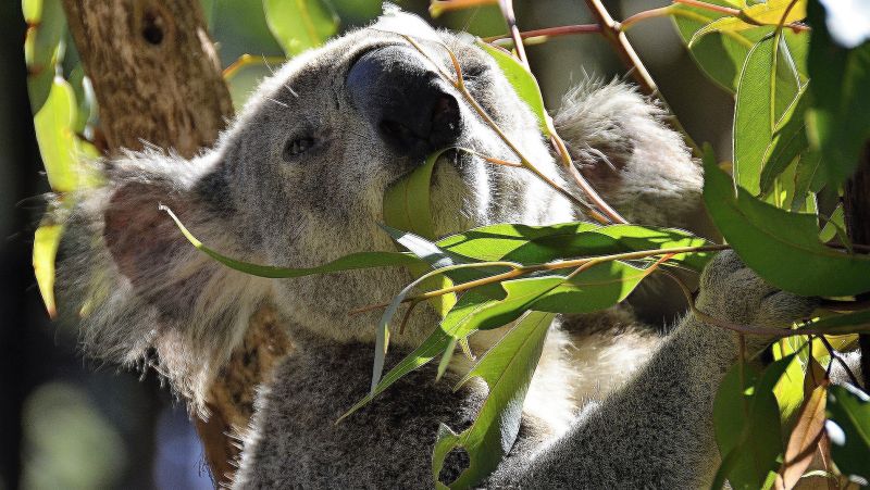 Los animales herbívoros