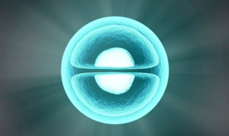 Núcleo celular | Qué es, función, estructura, historia, origen