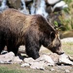 Oso grizzly