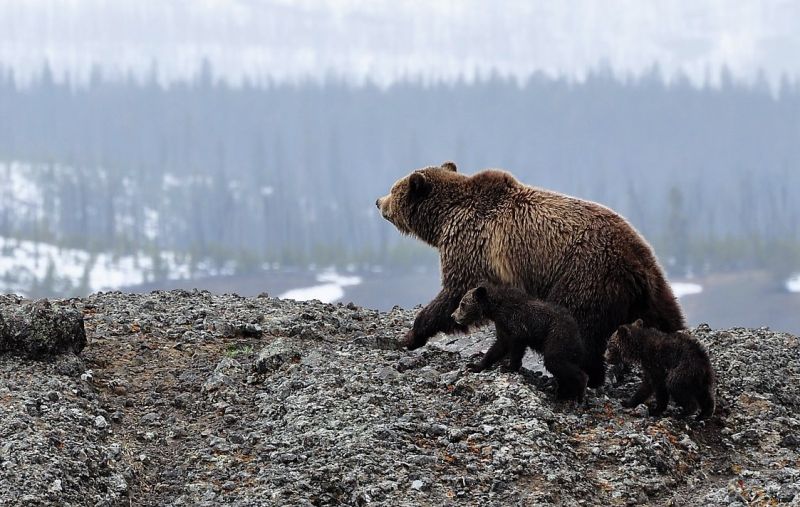 Oso grizzly Qué es, características, alimentación, hábitat Información