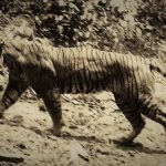 Tigre de Java