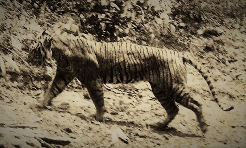 Tigre de Java