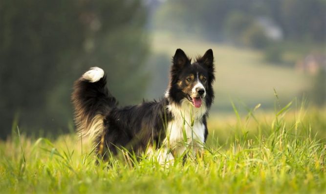 Animales domésticos | Características, clasificación, beneficios