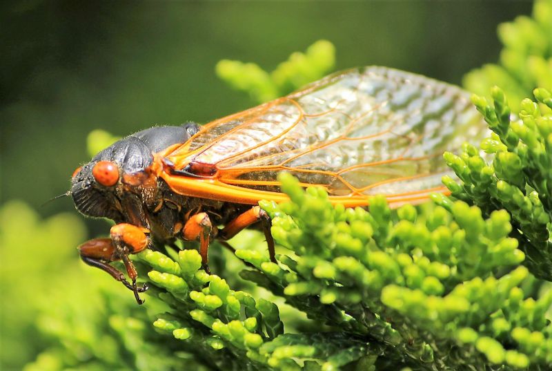 Cigarra Características, reproducción, canto, datos, información Insecto