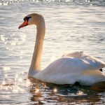 Cisne