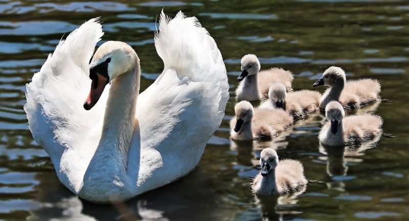 Cisne Características, alimentación, hábitat, reproducción, tipos Ave