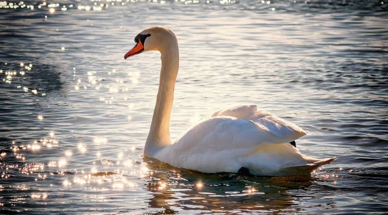 Cisne